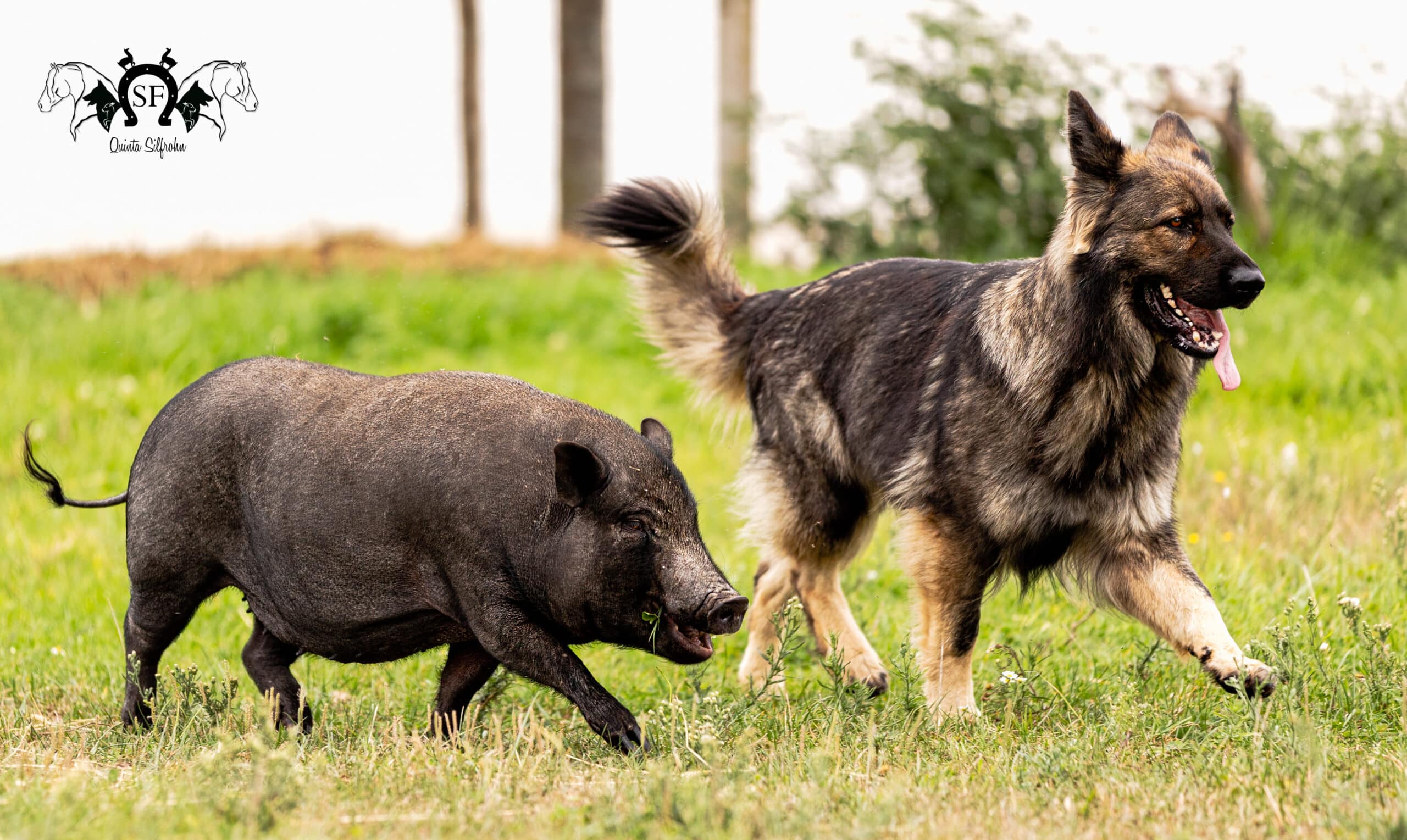 Dog Eco Resort — provider photo