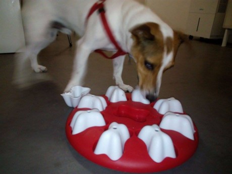 Indoor enrichment activity
