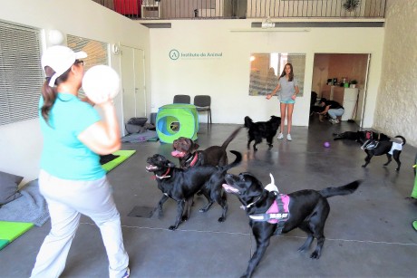 Instituto do Animal — provider photo