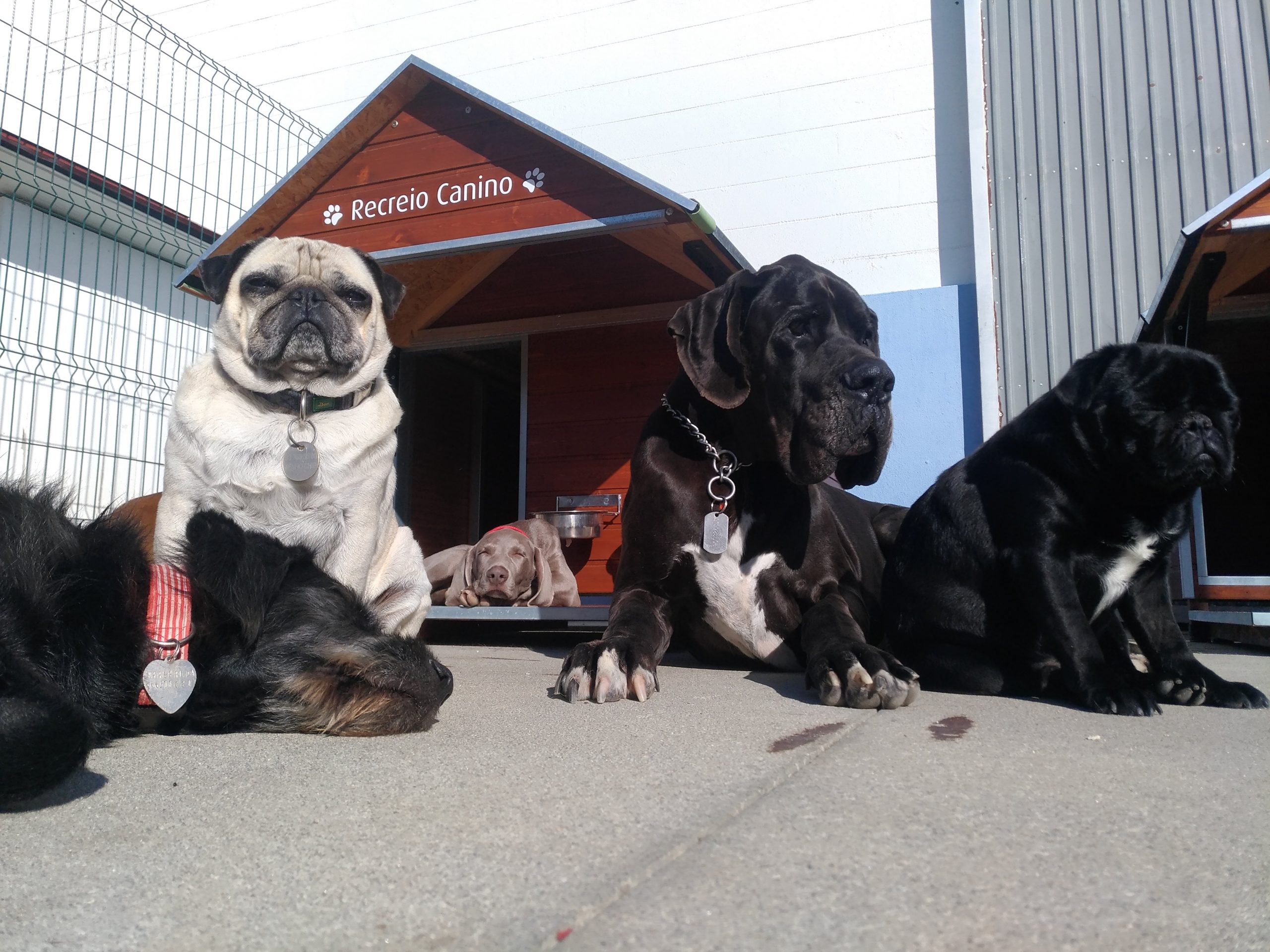Recreio Canino — provider photo