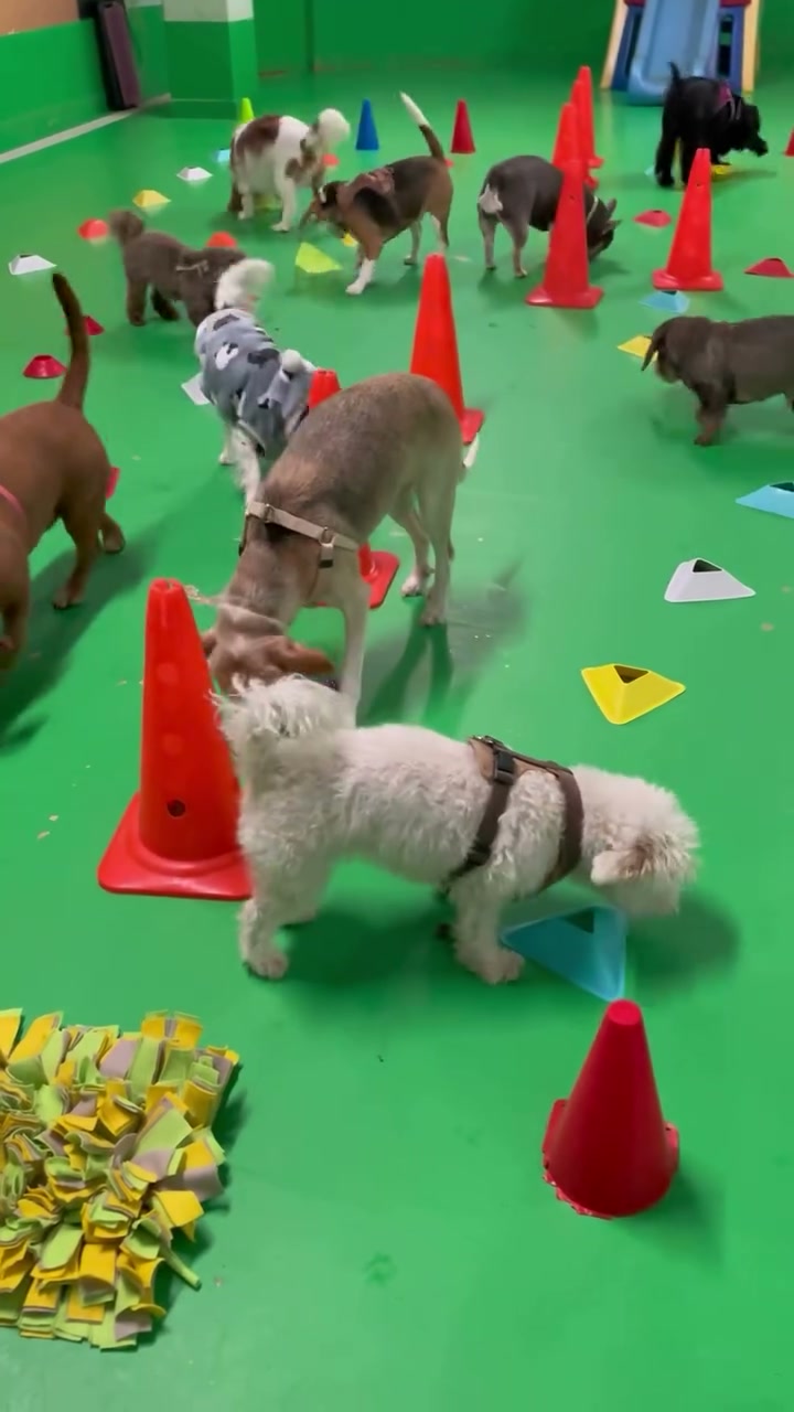 Indoor enrichment games — video still